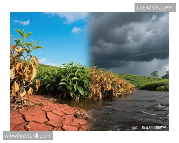 全球气候变化加剧：极端天气频发引发全球关注与应对行动